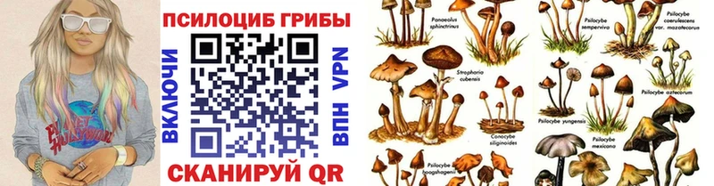 Купить где  Ставрополь  Галлюциногенные грибы MAGIC MUSHROOMS 